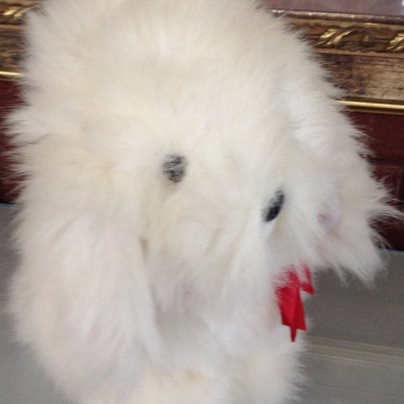 Adorable White Shaggy Dog - Picture 3 of 6